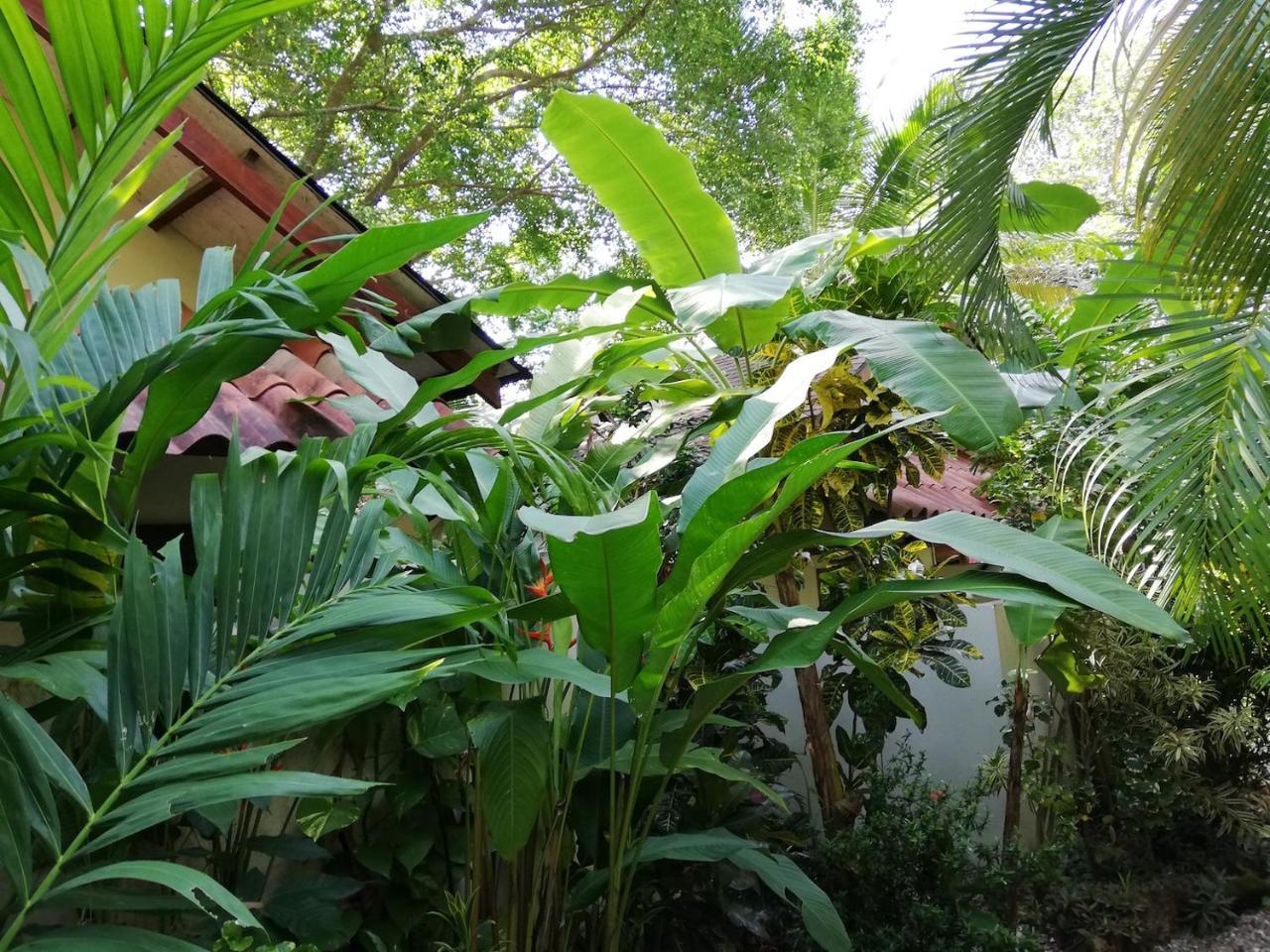 Funky Monkey Lodge Playa Santa Teresa  Exterior foto